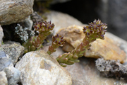 Sedum alpestre