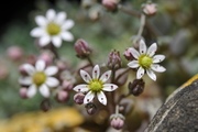 Sedum dasyphyllum