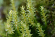Selaginella selaginoides