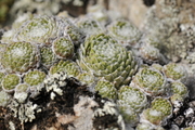 Sempervivum arachnoideum