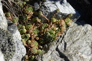 Sempervivum montanum