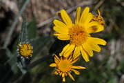 Senecio doronicum