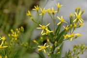 Senecio hercynicus