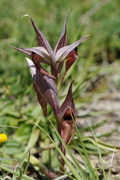 Serapias vomeracea
