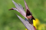 Serapias vomeracea