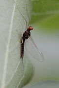 Serratella ignita