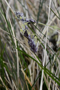 Sesleria caerulea