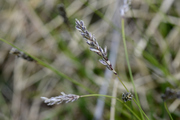 Sesleria caerulea