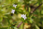 Sherardia arvensis