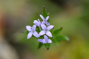 Sherardia arvensis