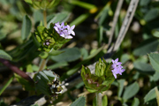Sherardia arvensis