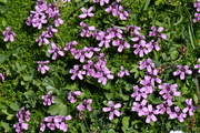 Silene acaulis