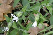 Silene alba