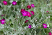 Silene coronaria