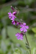 Silene dioica