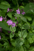 Silene dioica