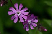 Silene dioica