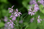 Silene flos-cuculi