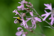 Silene flos-cuculi