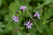 Silene flos-cuculi