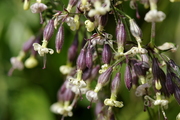 Silene nutans