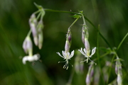 Silene nutans