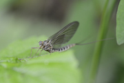 Siphlonurus