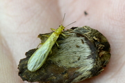 Siphonoperla