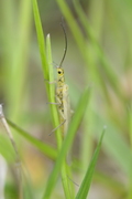 Siphonoperla torrentium