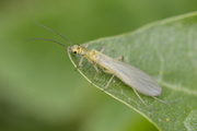 Siphonoperla torrentium