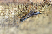 Sirex juvencus
