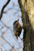 Sitta europaea