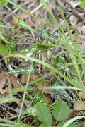 Smilax aspera