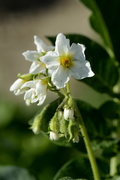 Solanum tuberosum