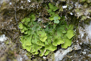 Solorina saccata