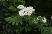 Sorbus aucuparia