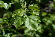 Sorbus torminalis