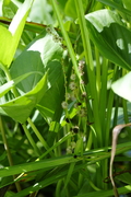 Sparganium erectum