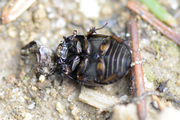 Sphaeridium scarabaeoides
