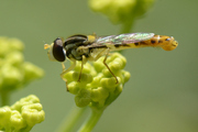 Sphaerophoria scripta