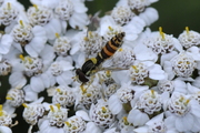 Sphaerophoria