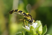 Sphaerophoria
