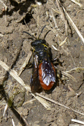 Sphecodes