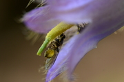 Sphegina