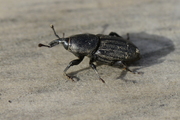 Sphenophorus striatopunctatus
