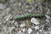 Sphinx pinastri