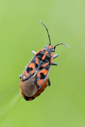 Spilostethus saxatilis