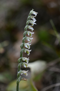 Spiranthes spiralis