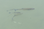 Squalius cephalus