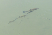Squalius cephalus